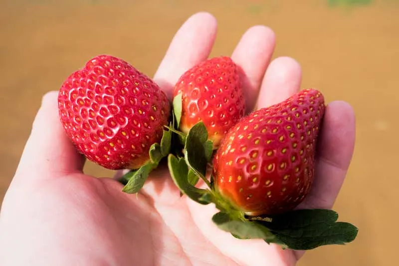 Tinaberries strawberry taste testing