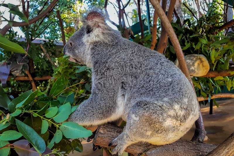 Koala experience at Currumbin Wildlife Sanctuary