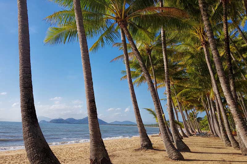 Palm trees on beach in Palm Cove