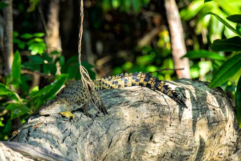 Young salt water crocodile on the Daintree River