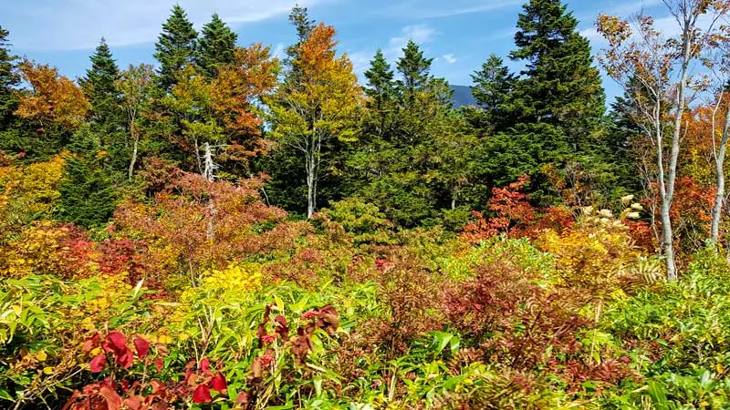 Aomori early autumn colour