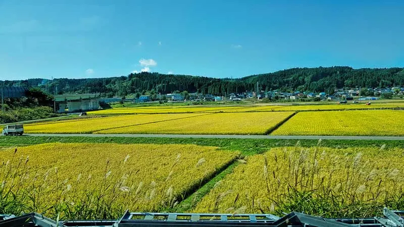Rice fields in Aomori