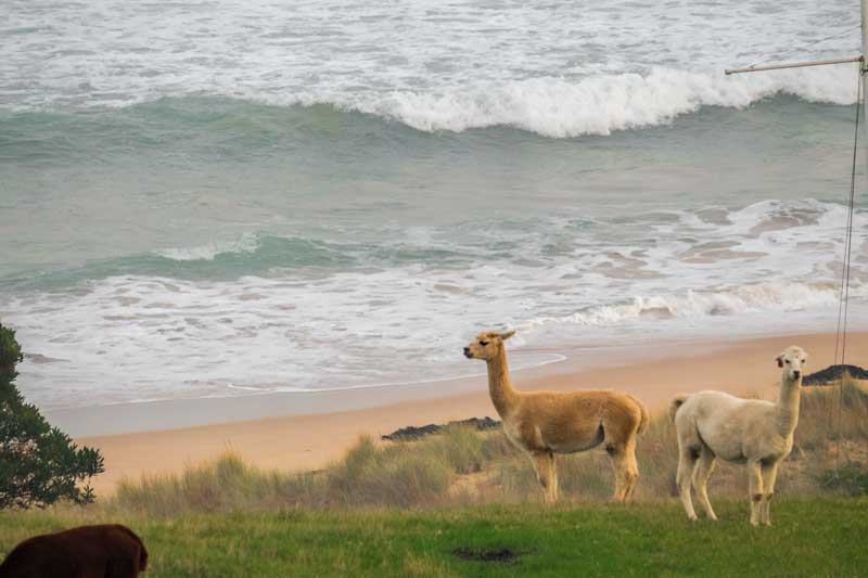 Alpacas and view at Seafarers Getaway