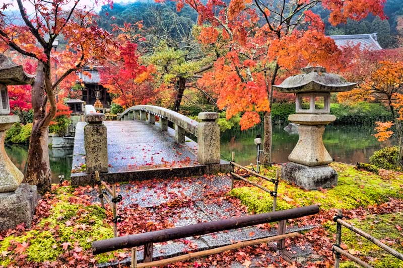 Eikando garden in autumn coloured leaves