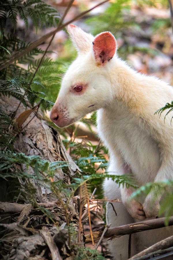 Day trip to Bruny Island - White wallaby