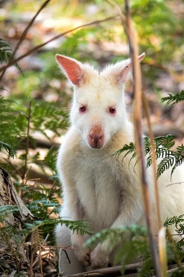 Day trip to Bruny Island - White wallaby