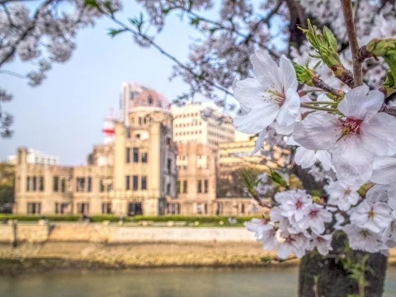 Cherry blossoms in front of A bomb dome in Hiroshima