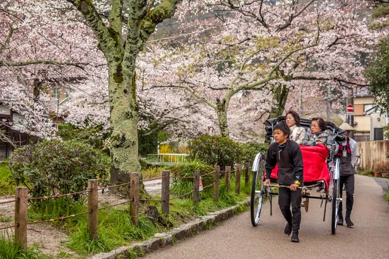 Cherry blossom in Japan on Philosophers Path in Kyoto