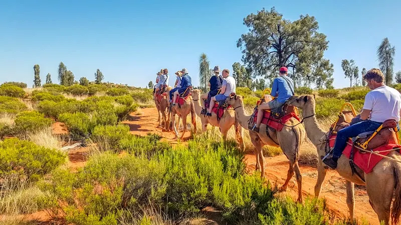 Uluru camel tours