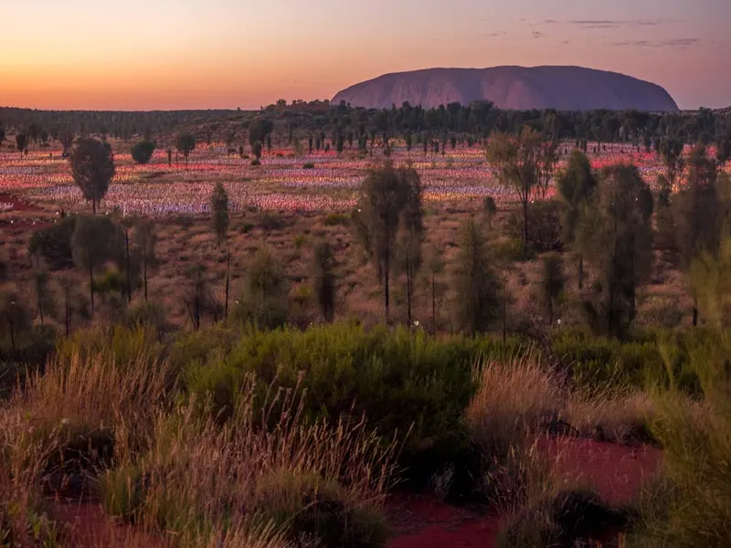 Uluru sunrise over field of lights