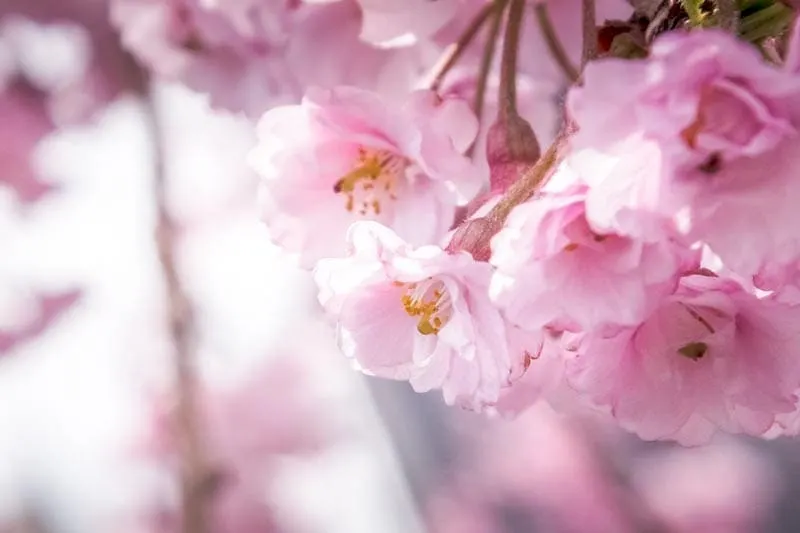 Pink cherry blossoms in Japan