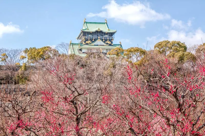 Ume in front of Osaka Castle