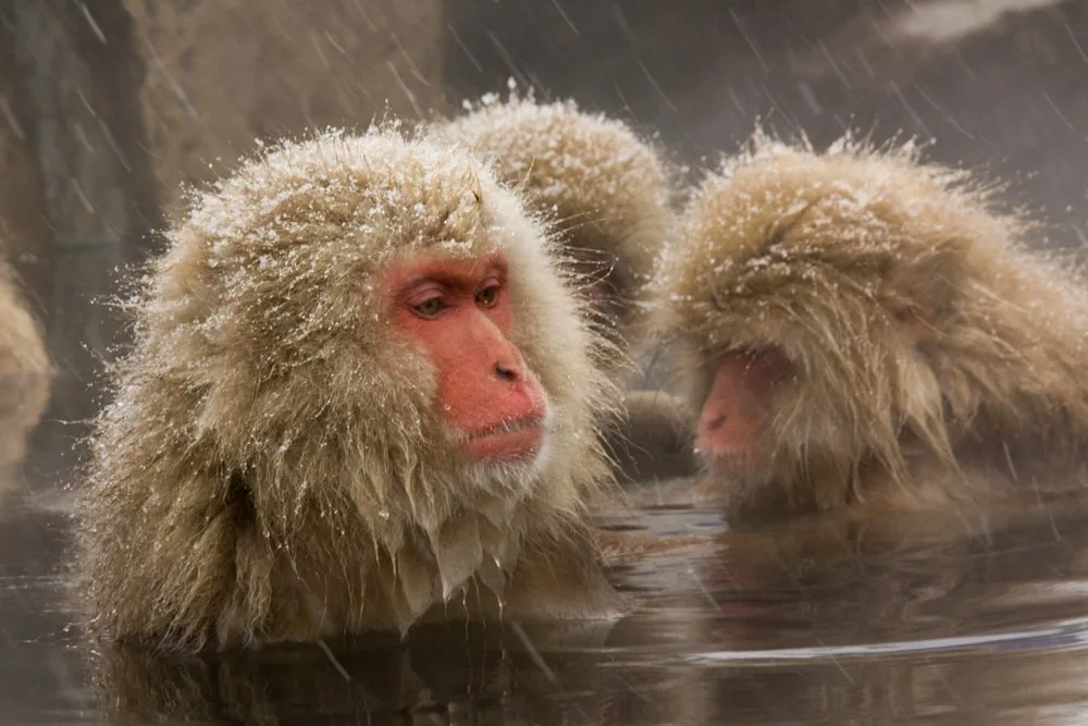 Snow monkeys in the onsen in Nagano