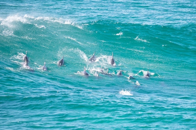 Dolphins on Stradbroke Island