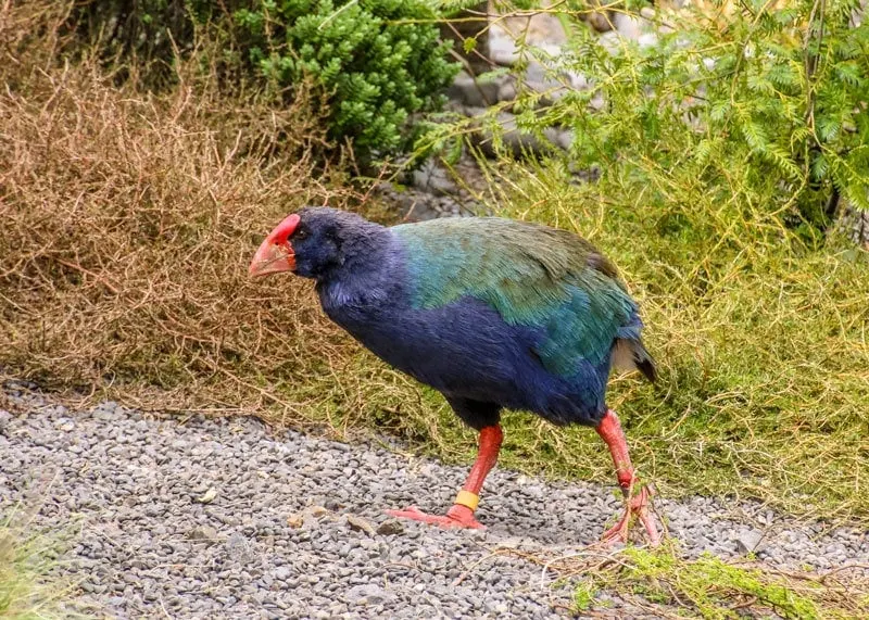 Takahe - New Zealand native bird
