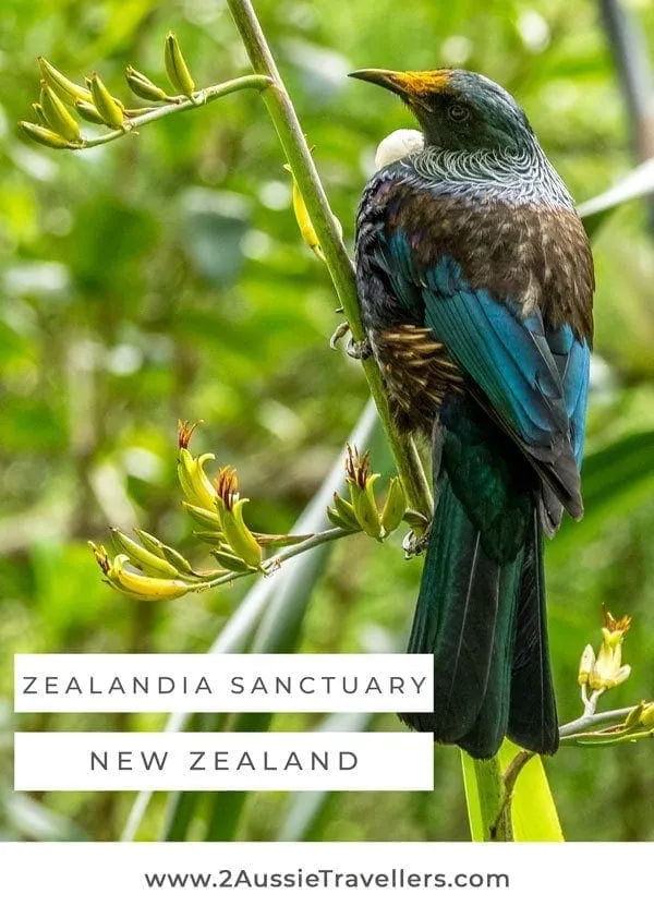 Zealandia Sanctuary Tui