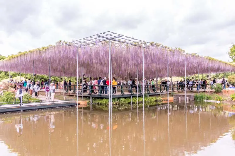 The transplanted 130 year old wisteria tree