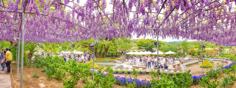 Wisteria in Ashikaga Flower Park in Japan