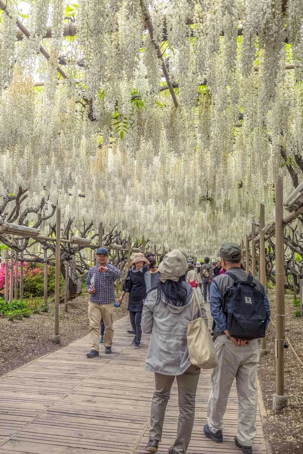 Ashikaga flower garden white wisteria walkway