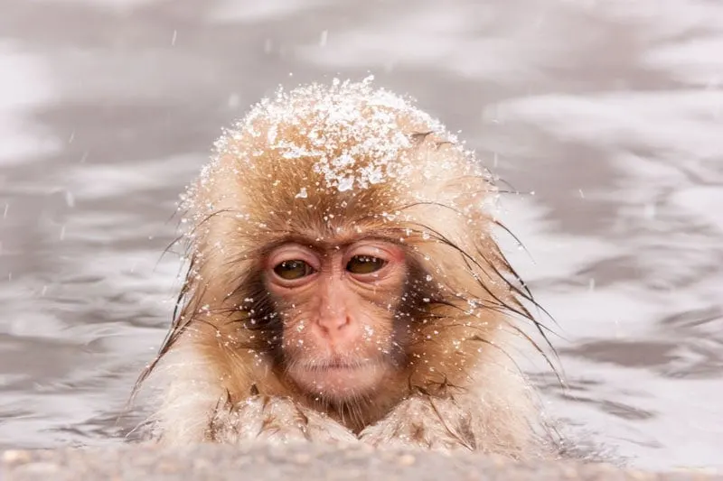 Baby monkey in Nagano