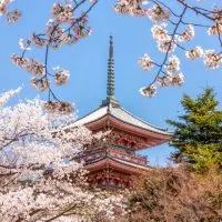 Kiyomizudera temple in Kyoto behind the cherry blossom