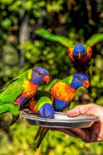 Rainbow lorikeets being fed at Currumbin Wildlife Sanctuary