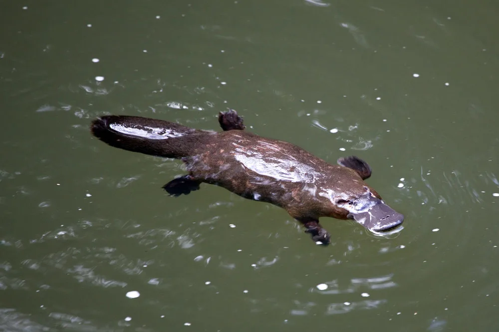 Platypus swimming in river