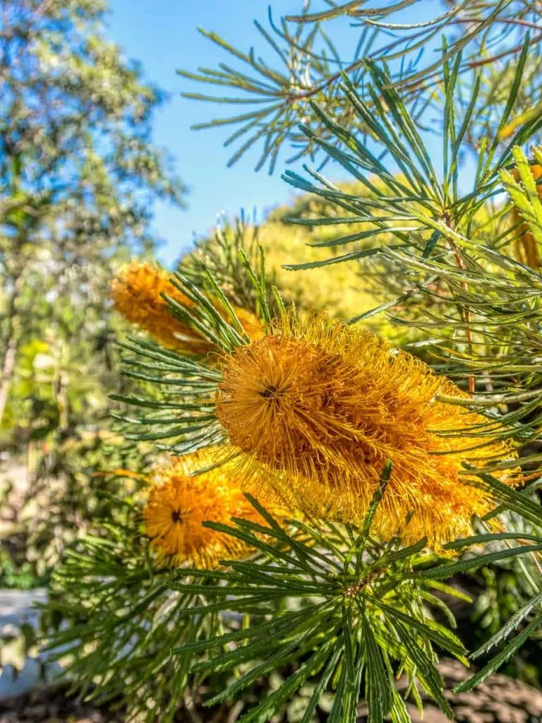 Coastal banksia flower