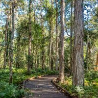 Fairy Wren walk at indigiscapes, Brisbane