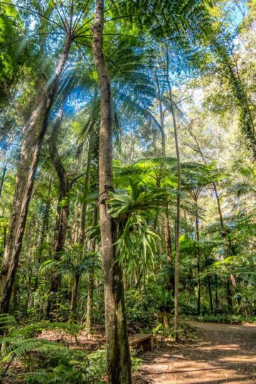 Maroochy botanic gardens