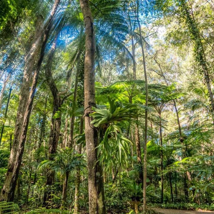 Maroochy botanic gardens