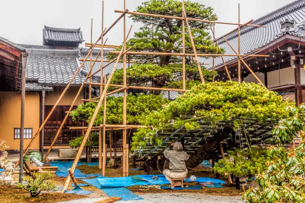 600 year old pine at Kinkakuji