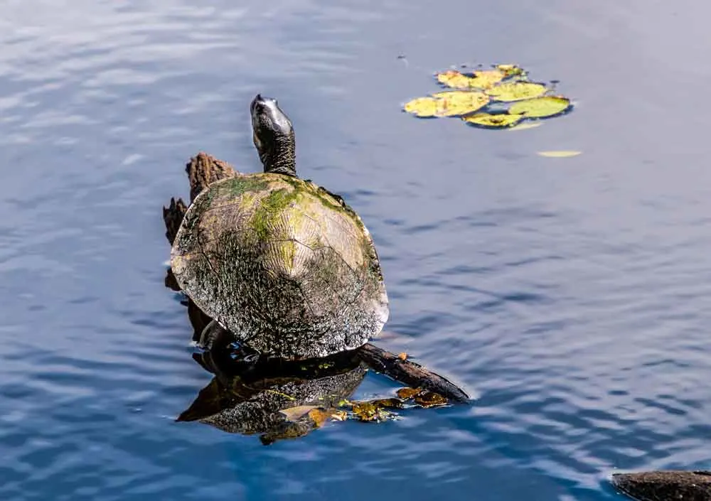 Brisbane River turtle in Crystal Waters lagoon