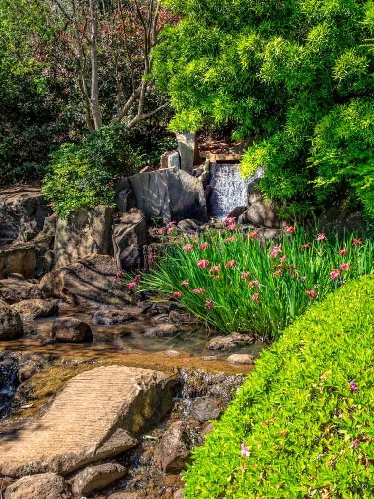 Waterfall, azaleas and iris in Japanese garden, Toowoomba