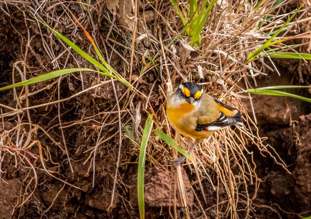 Striated Pardalote in Toowoomba
