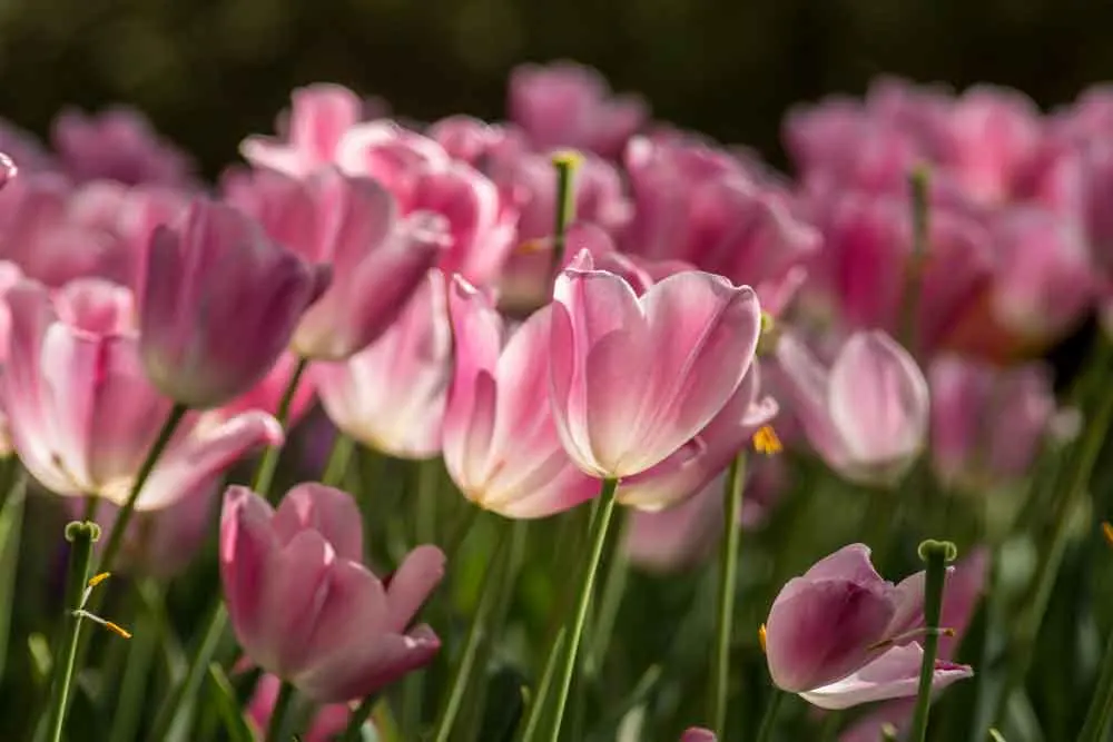 Tulips at Laurel Bank Park