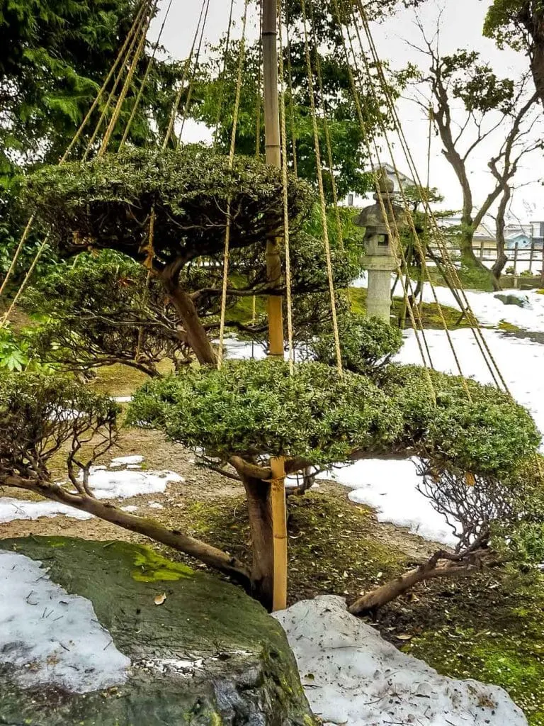 Yukitsuri on trees in Nagahama