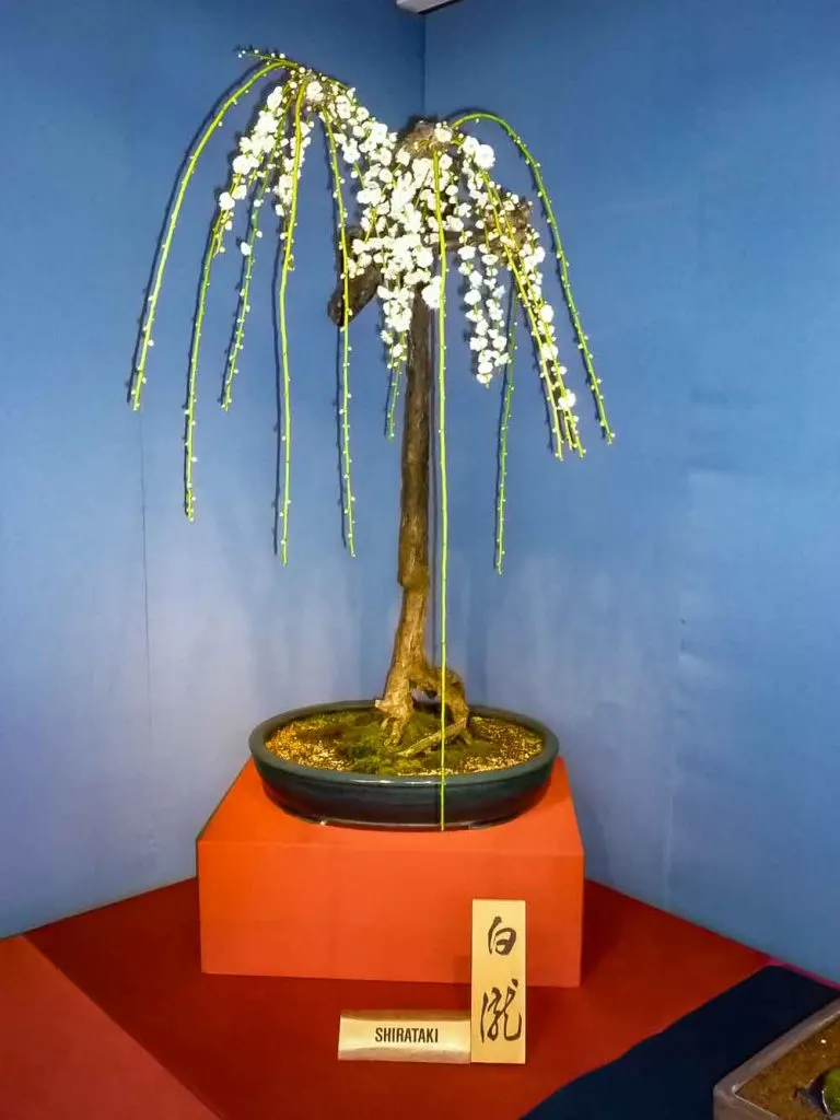 Plum blossom bonsai on display in Nagahama