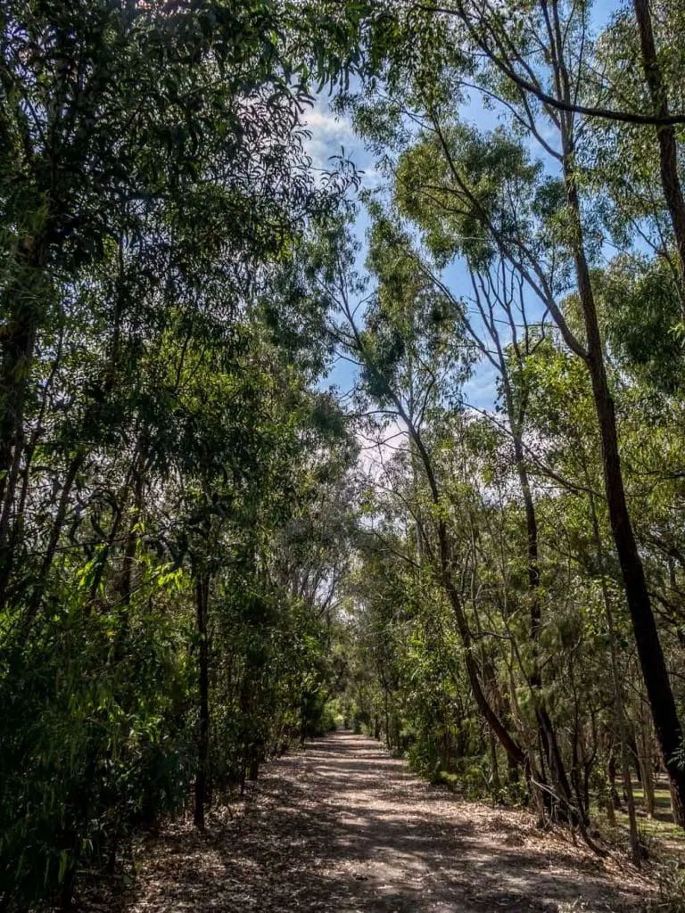 tree shaded path at Crystal Waters Park