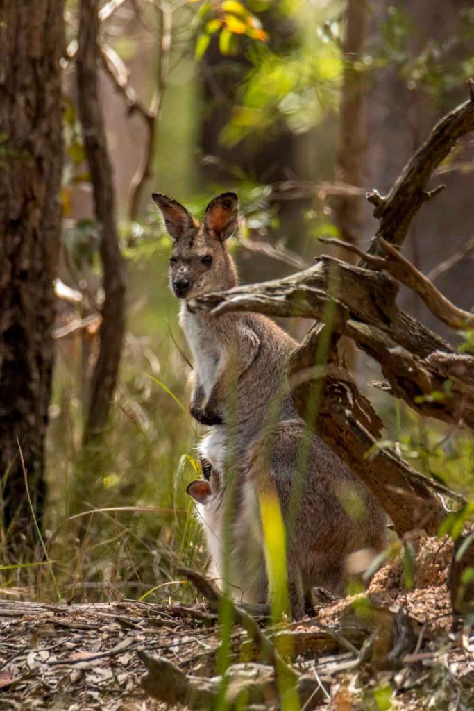 kangaroo with joey at Daisy Hill