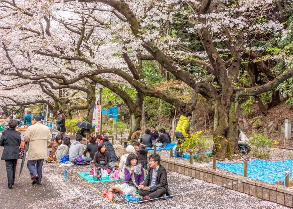 Hanami parties and dates in Ueno Park, Tokyo