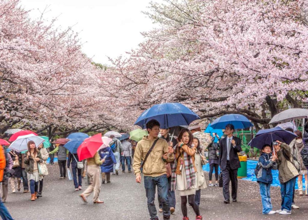 Cherry blossom in Ueno Park, Tokyo
