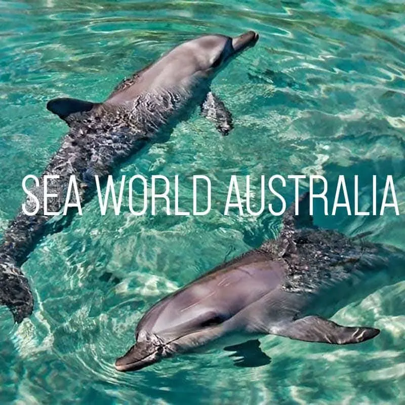 Sea World Australia cover
