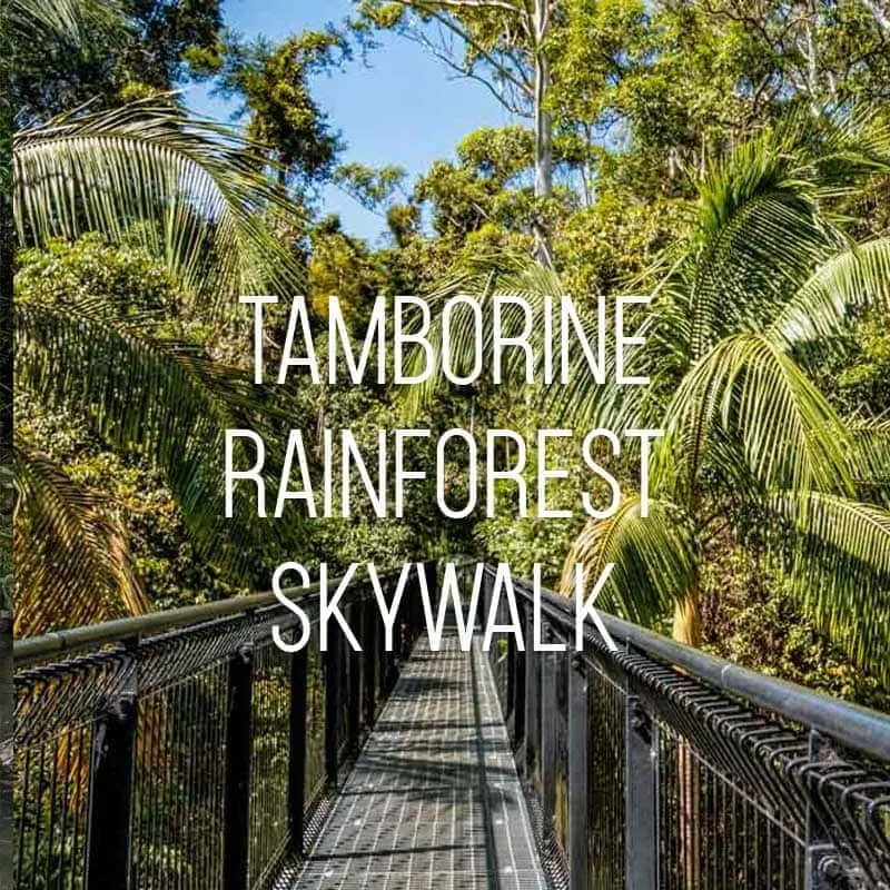 Tamborine Rainforest Skywalk cover