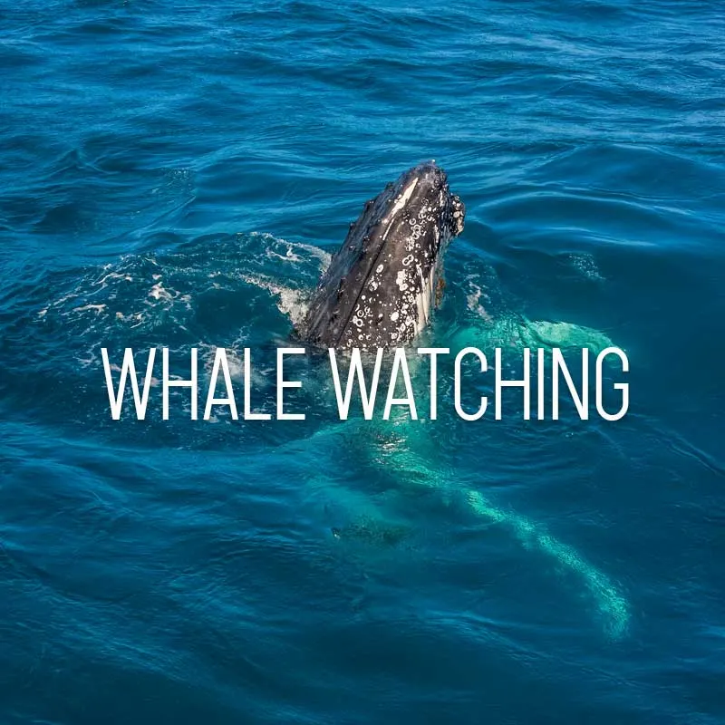Whale watching cover