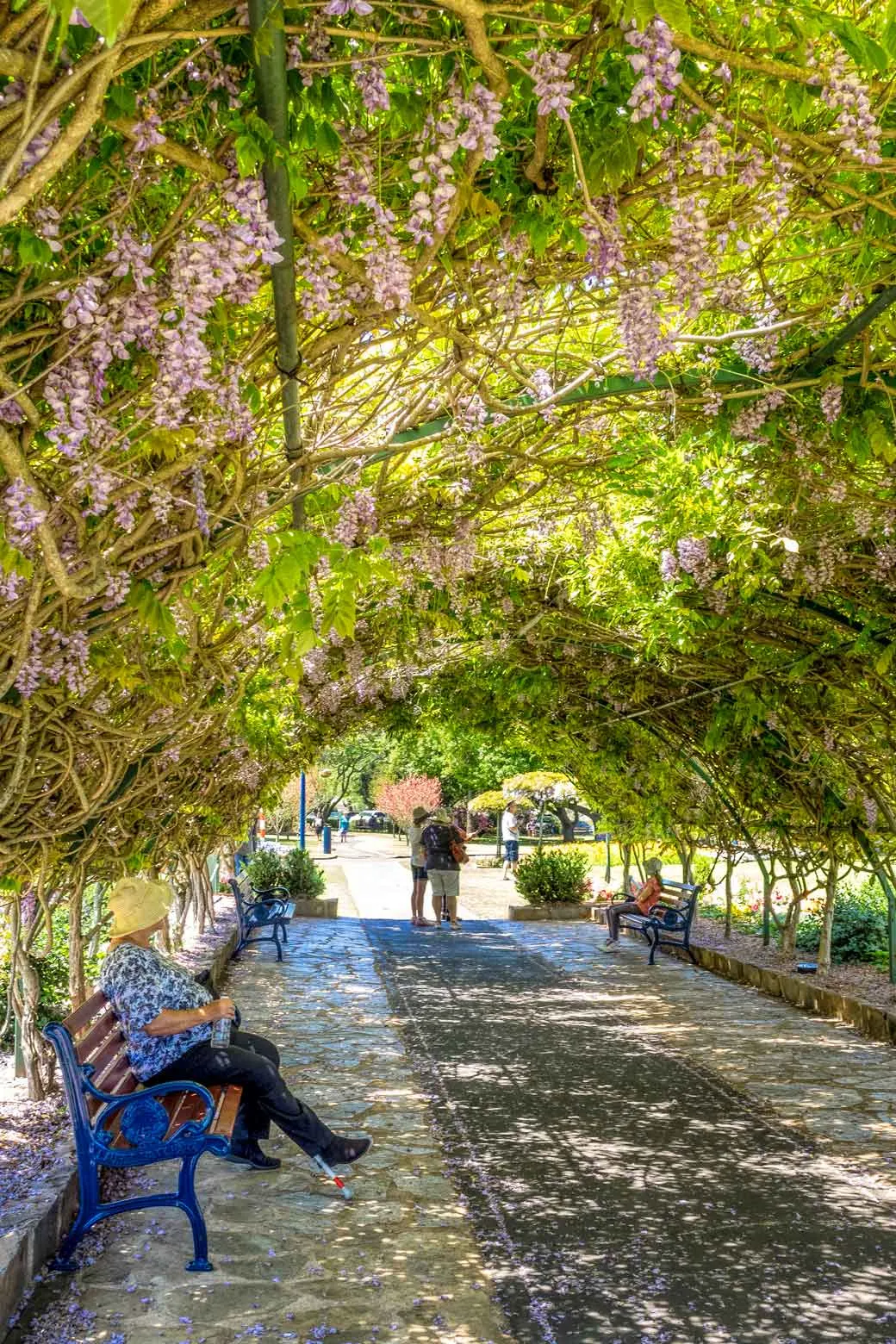 Wisteria tunnel at Laurel Bank Park in Toowoomba