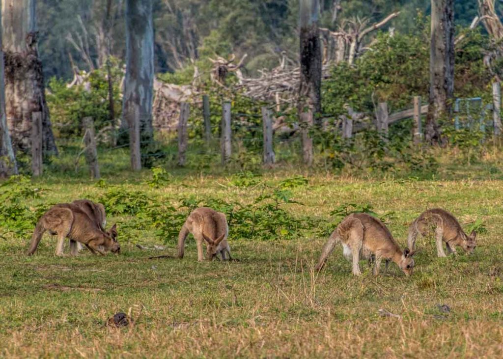 Wild kangaroos