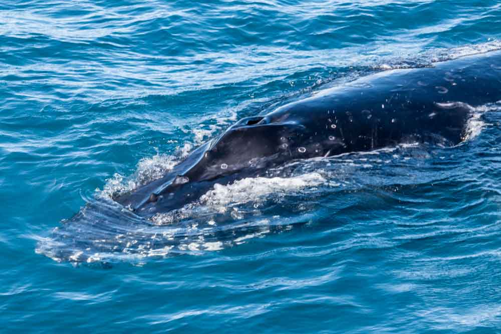 Humpback whale in Hervey Bay