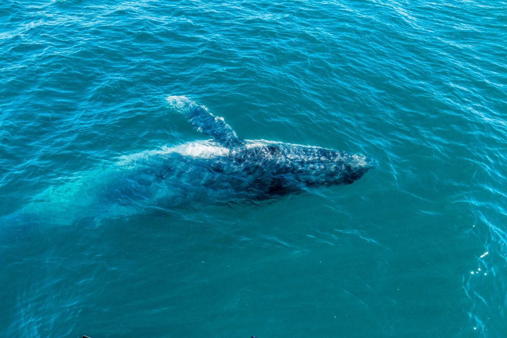 Humpback whale in Hervey Bay