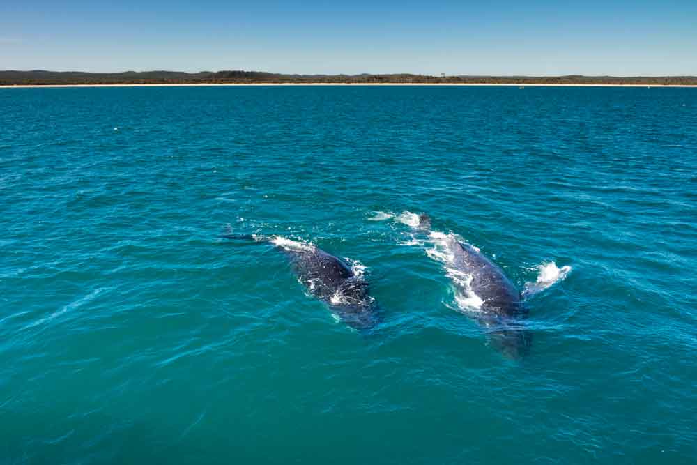 Humpback whales of Fraser Island